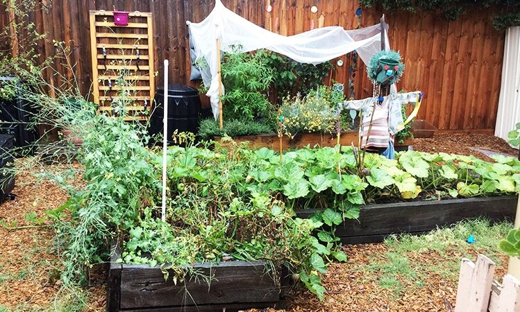 lush plants in garden