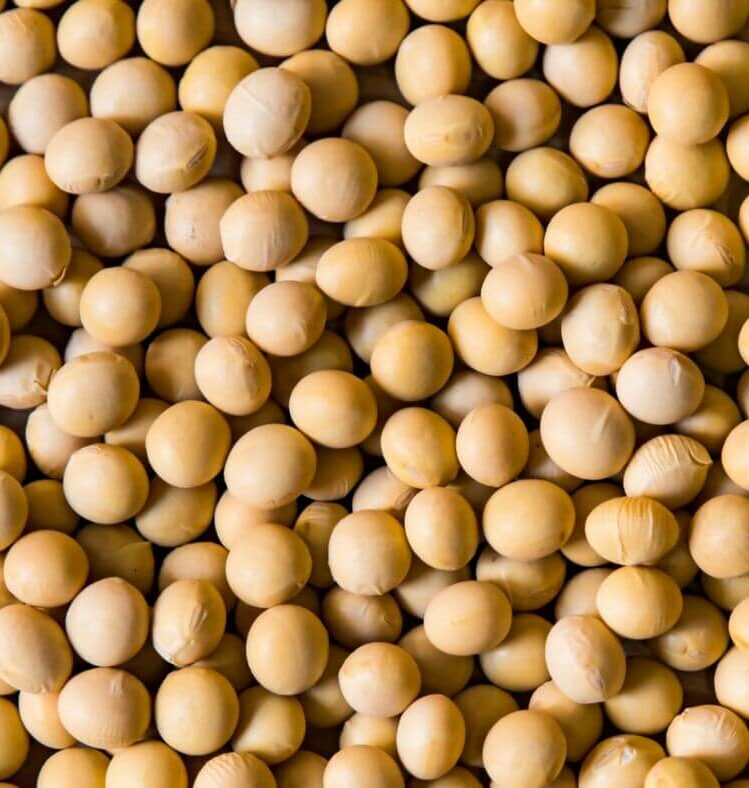 What Foods Contain Soy?